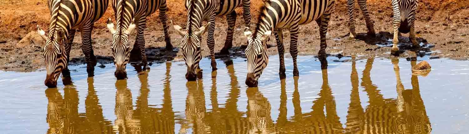 安波賽利01_非洲王子講醬啵JAMBO