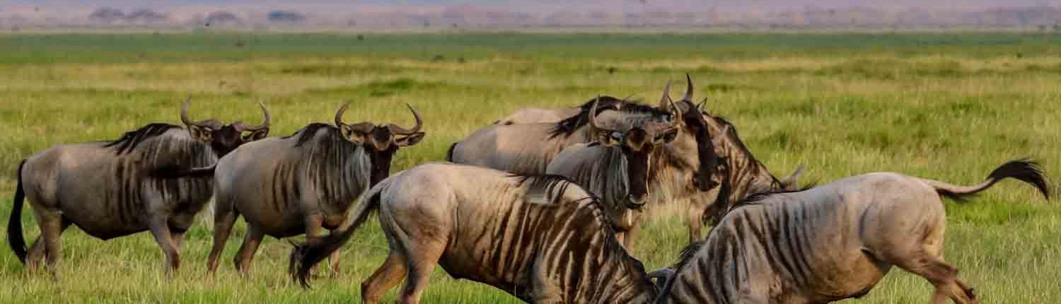 安波賽利02_非洲王子講醬啵JAMBO